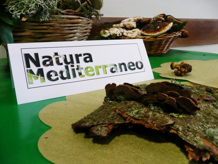 Mostra micologica con partecipazione di NM
